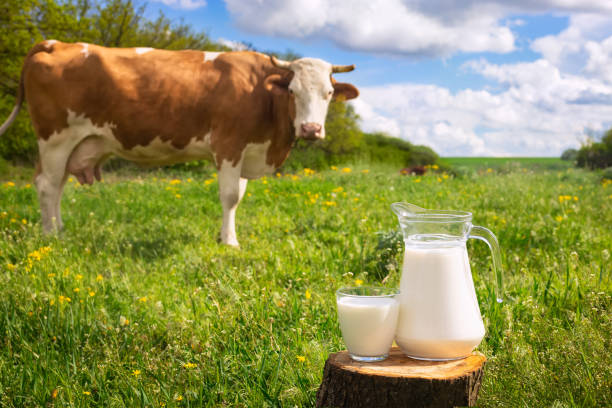 istock milk with cow on the background 1225789170