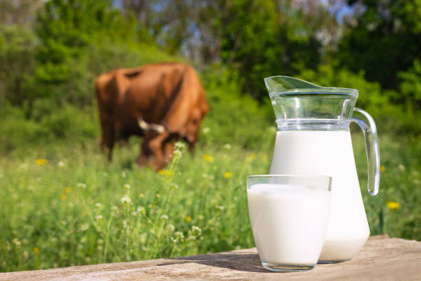 istock milk with cow on the background 1225789175