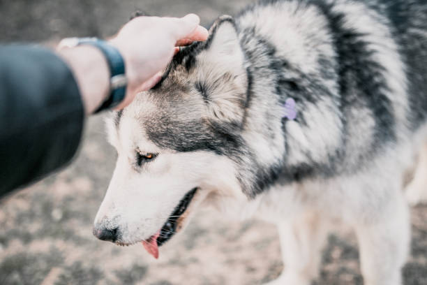 istock Close-up of an Alaskan Malamute dog's muzzle 1225789273