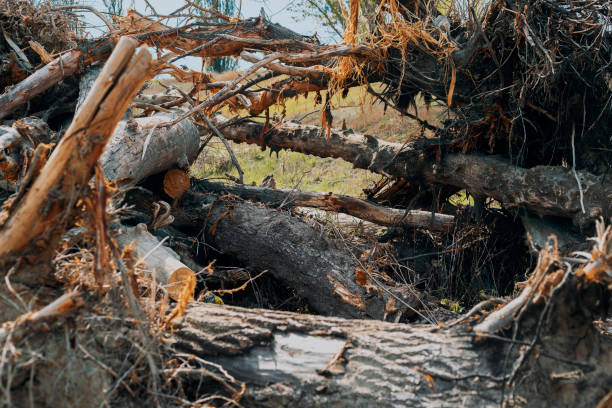 istock Pile of uprooted trees 1225790599