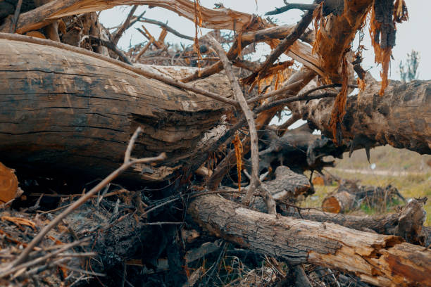 istock Pile of uprooted trees 1225790614