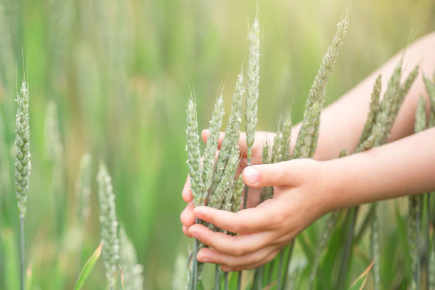 wheat ears in children hands.harvest concept. abstract nature background. - wheat freedom abundance human hand imagens e fotografias de stock