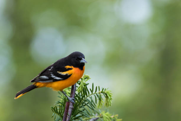 Streak backed Oriole in a flowering tree in Costa Rica