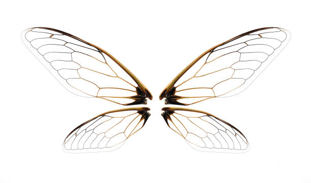 istock Insect cicada wing isolated on white background 1225793226