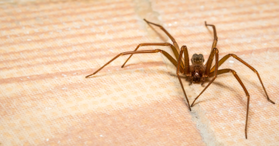 A creepy brown recluse spider lurks waiting for prey