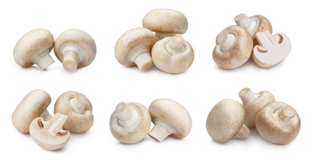 Set of tasty mushrooms on white
