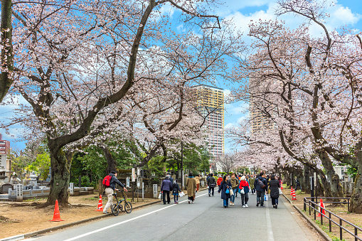tokyo, japan - march 30 2020: Tourists walking down the aisle of Yanaka cemetery overlooked by cherry blossoms leading to the Tennoji temple.