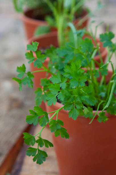 istock Clsoeup on parsley leaves in a terracotta herb garden 1225794353