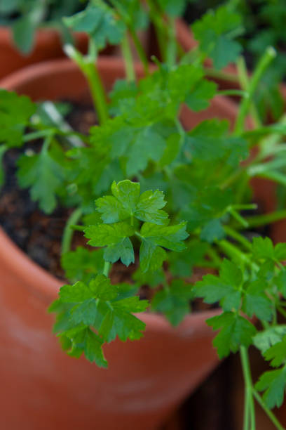 istock Clsoeup on parsley leaves in a terracotta herb garden 1225794375