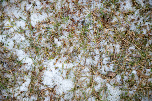 istock Texture old grass sprinkled with snow. top view close-up 1225795007