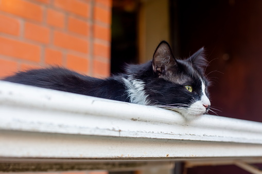 a black and white cat with a thoughtful look lies on the white railing. on the background is a red brick house in blur