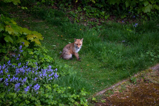 A red fox standing in a green grassy meadow with flowers