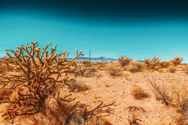 Photo of Wild cactus  in natural habitat conditions. USA.