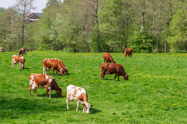 istock Dairy cows grazing on a meadow in a spring landscape 1225795919