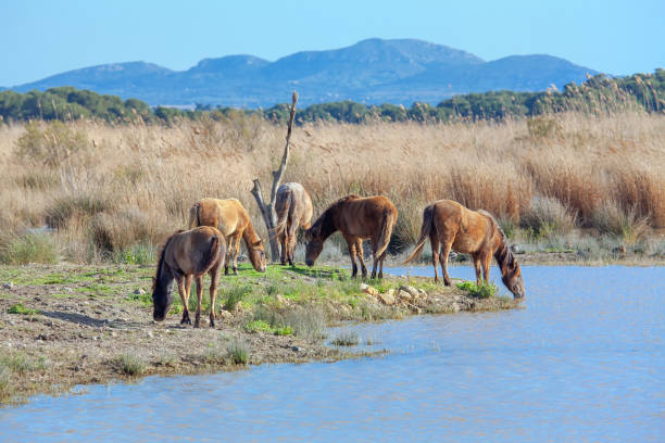 istock herd of wild horses 1225796196