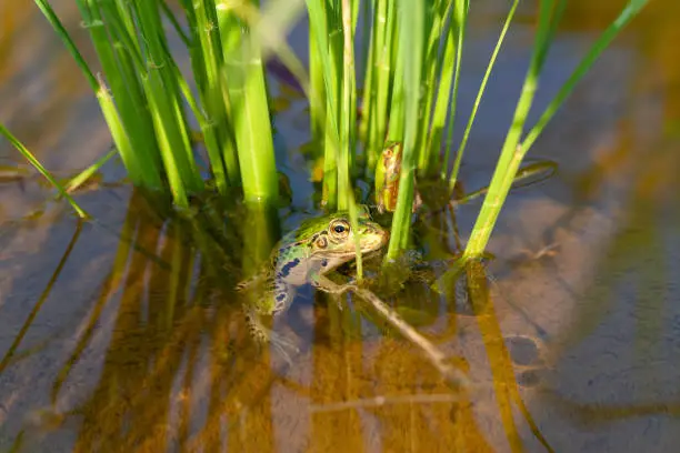A frog living in a paddy field in Japan