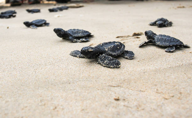 The turtle The turtle hatchlings will return to their habitat.  This type of turtle is threatened with extinction, so many institutions that care about the environment campaign for turtle rescue. sea turtle egg stock pictures, royalty-free photos & images