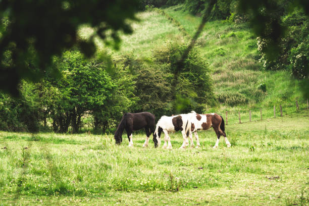 istock Horses in the meadow 1225798665