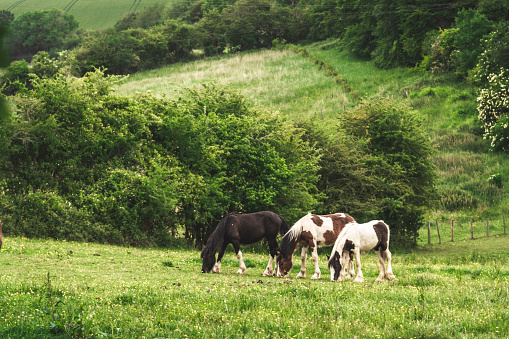 Beautiful Irish cobs on spring pasturage in west Hertfordshire, England.