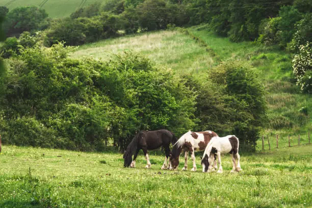 Photo of Grazing horses