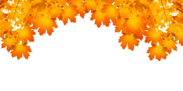 istock Yellow maple tree leaves white background isolated closeup, orange maple branch frame, red lush foliage corner border, beautiful autumn nature backdrop, fall wallpaper, golden leaf pattern, copy space 1225799175
