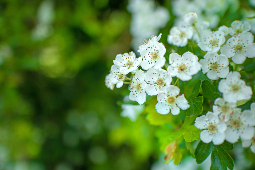 Common hawthorn in blossom. It’s a familiar sight along hedgerows and woodlands in spring. Native to Europe, Britain and North Africa