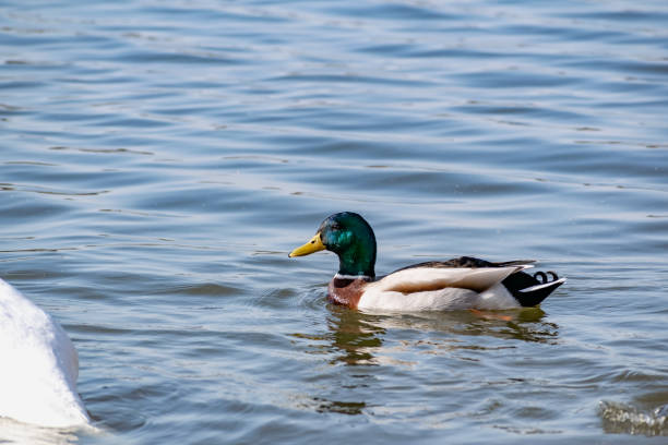 A small duck and Drake swim near the shore on a quiet pond in shallow water with a sandy beach in Sunny stock photo