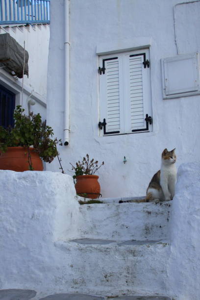 istock Cute cat in white town 1225800987