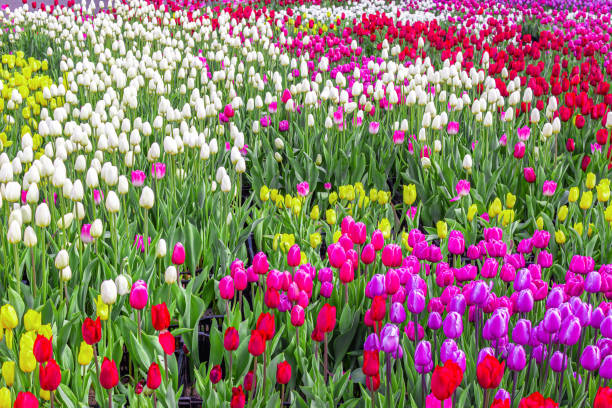 istock Bright spring flowers, a carpet of blooming flowers 1225801094