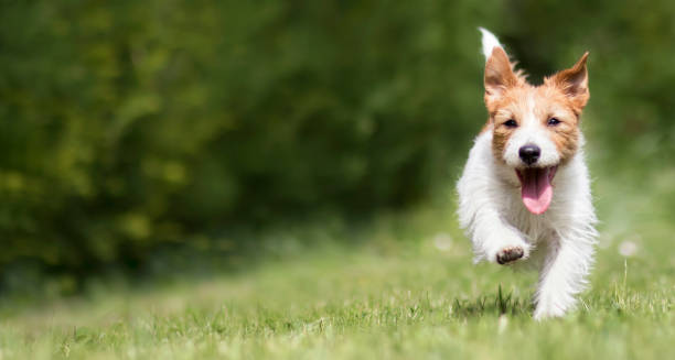 草の中を走って笑顔で遊び心幸せなペットの子犬 - horizontal dog nature outdoors ストックフォトと画像