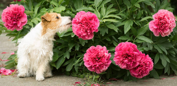 Cute small pet dog puppy smelling flower in the garden, web banner Cute small happy jack russell terrier pet dog puppy smelling peony flower in the garden, web banner nose flower stock pictures, royalty-free photos & images