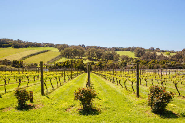 istock Mornington Peninsula Vines in Australia 1225803730