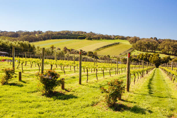 istock Mornington Peninsula Vines in Australia 1225803746