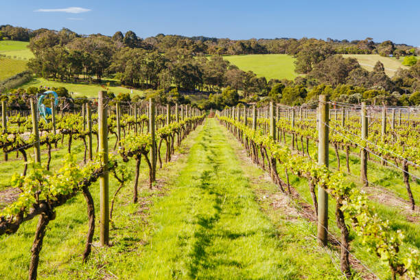 istock Mornington Peninsula Vines in Australia 1225803754