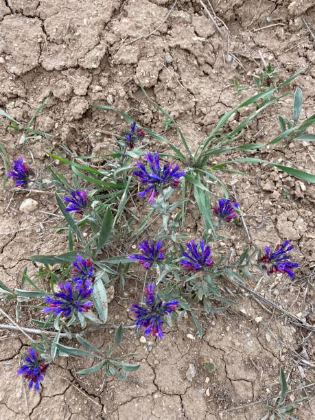 istock Ankara Eymir Orman Flower spring meadow spring bloom flowers nature natural 1225804324