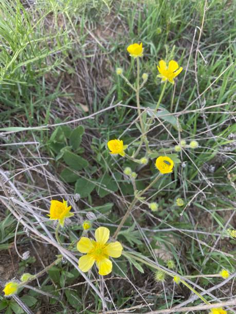 istock Ankara Eymir Orman Flower spring meadow spring bloom flowers nature natural 1225804504