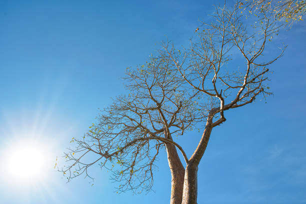 guardando in alto la cima dell'albero di baobab, rami sottili di nuovo cielo blu chiaro, retroilluminazione del sole luminoso - clear sky branch tree trunk uncultivated foto e immagini stock