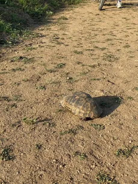 Tortoise vosvos tosba walking home animal armor armored animal Black turtle jungle animals wildlife wildlife wild life jungle life Tortoise speed turtle walking