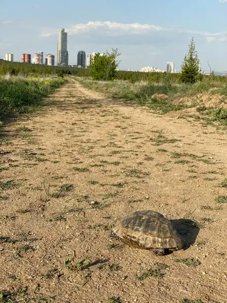 Tortoise vosvos tosba walking home animal armor armored animal Black turtle jungle animals wildlife wildlife wild life jungle life Tortoise speed turtle walking