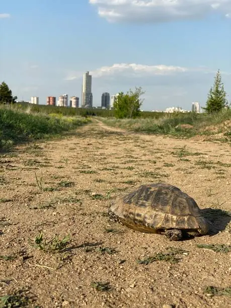 Tortoise vosvos tosba walking home animal armor armored animal Black turtle jungle animals wildlife wildlife wild life jungle life Tortoise speed turtle walking