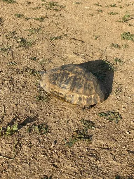 Tortoise vosvos tosba walking home animal armor armored animal Black turtle jungle animals wildlife wildlife wild life jungle life Tortoise speed turtle walking