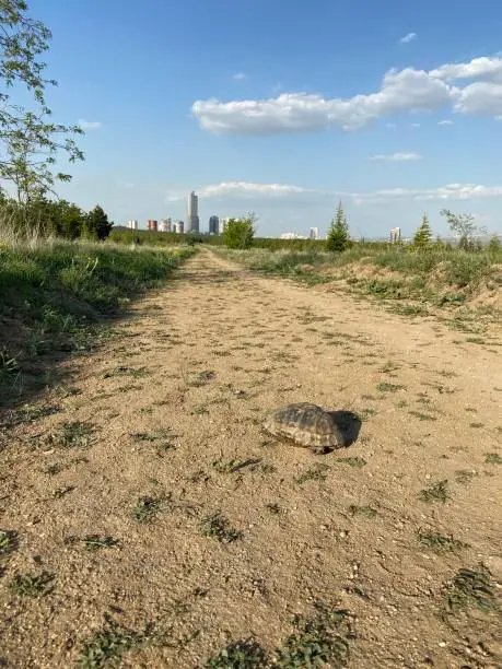 Tortoise vosvos tosba walking home animal armor armored animal Black turtle jungle animals wildlife wildlife wild life jungle life Tortoise speed turtle walking