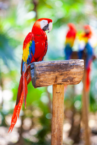 istock Long-tailed colorful macaw parrot sitting in a tropical forest 1225805835