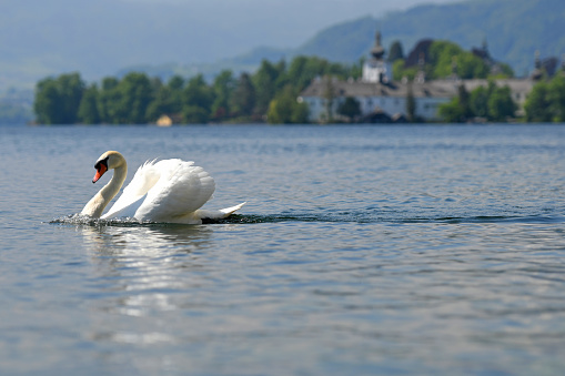 Swans on the lake traunsee in front of the Ort Castle in Gmunden (Gmunden district, Salzkammergut, Upper Austria, Austria) -