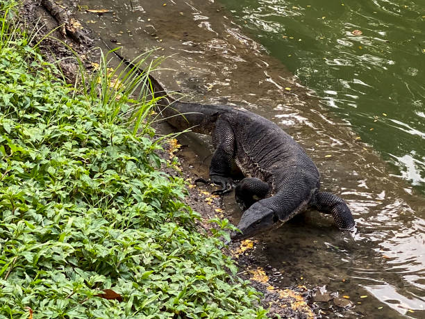 istock Monitor lizard (Varanus salvator) live in Lumpini park, Bangkok, Thailand 1225808620