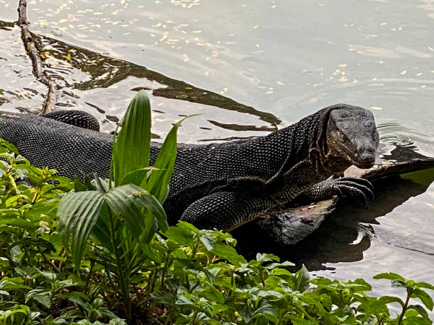 istock Monitor lizard (Varanus salvator) live in Lumpini park, Bangkok, Thailand 1225808632