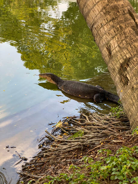 istock Monitor lizard (Varanus salvator) live in Lumpini park, Bangkok, Thailand 1225808679