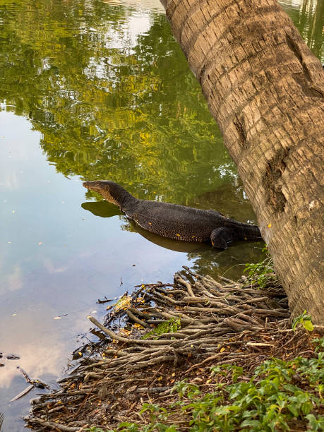 istock Monitor lizard (Varanus salvator) live in Lumpini park, Bangkok, Thailand 1225808723