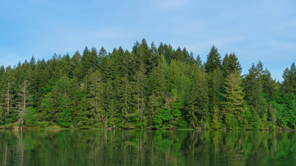 istock Evergreen Trees Along Oyster Bay, Shelton, Washington State 1225810547