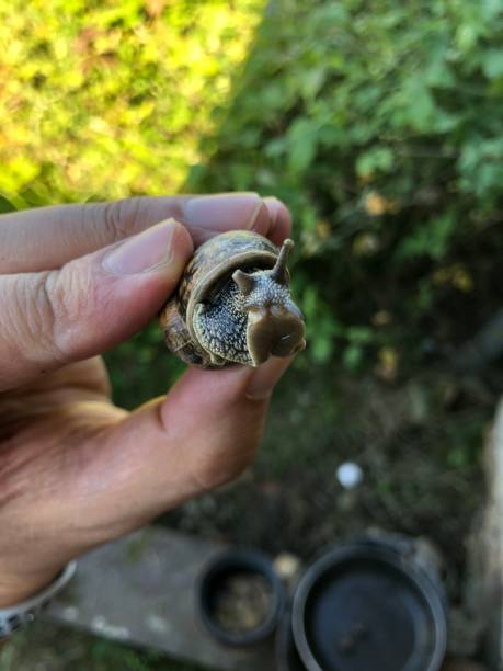 istock A snail in the hand 1225810944